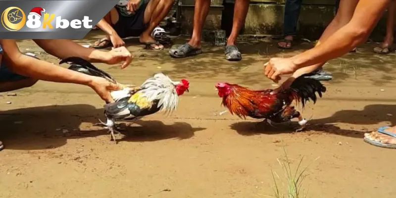 8Kbet Đá Gà Trực Tiếp Bình Luận – Nơi Giải Trí Cho Cược Thủ Ưu điểm của trang đá gà 8kbet