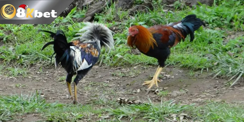 8Kbet Đá Gà Trực Tiếp Bình Luận – Nơi Giải Trí Cho Cược Thủ Luật chơi tại 8k đá gà trực tiếp bình luận