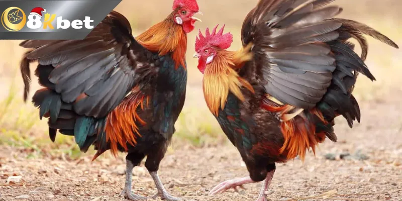 Website 8kbet trực tiếp đá gà tre mới nhất uy tín đẳng cấp