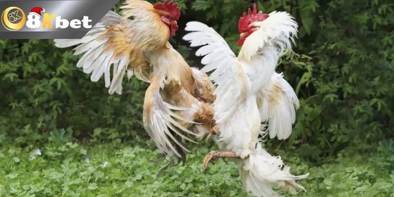 Lợi ích khi tham gia 8kbet trực tiếp đá gà tre mới nhất