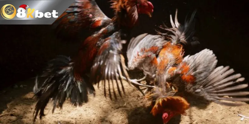 8kbet Tổng Hợp Các Trận Đá Gà Campuchia Siêu Kinh Điển 8kbet tổng hợp các trận đá gà Campuchia siêu kinh điển