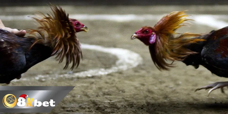 8kbet Tổng Hợp Các Trận Đá Gà Campuchia Siêu Kinh Điển Trận gà tiền tỷ của đại gia Mít Trà Cú