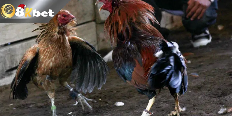 Xem đá gà cựa dao trực tiếp Philippines ở đâu mới nhất?