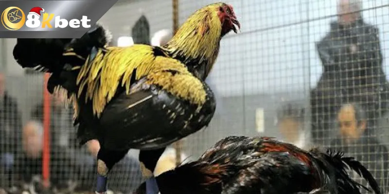 Cách chọn kèo dựa vào việc quan sát ngoại hình chiến kê chuẩn nhất