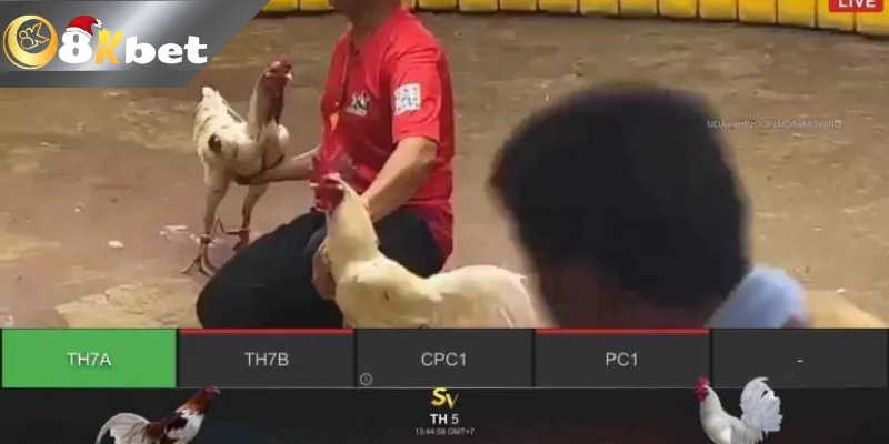 Trải nghiệm xem trực tiếp đá gà trực tiếp Thomo cực an toàn