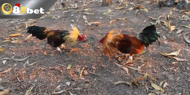 Đôi nét giới thiệu về đá gà trực tiếp Thomo