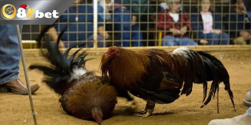 Tham gia trang Đá gà trực tiếp Thomo dễ dàng