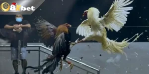 Đá Gà Trực Tiếp Thomo