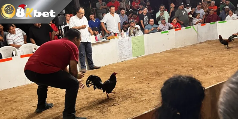 8KBET Bí Quyết Đá Gà Trực Tiếp Hôm Nay Sao Cho Ngầu Nắm kiến thức đá gà – Mẹo đá gà trực tiếp hôm nay cơ bản nhất