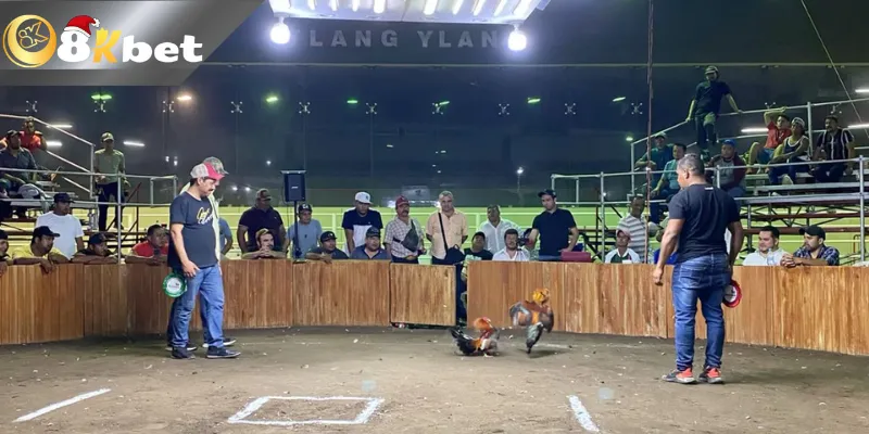 8KBET Bí Quyết Đá Gà Trực Tiếp Hôm Nay Sao Cho Ngầu Mẹo đá gà trực tiếp luôn thắng qua cách đánh giá chiến kê qua hình thức